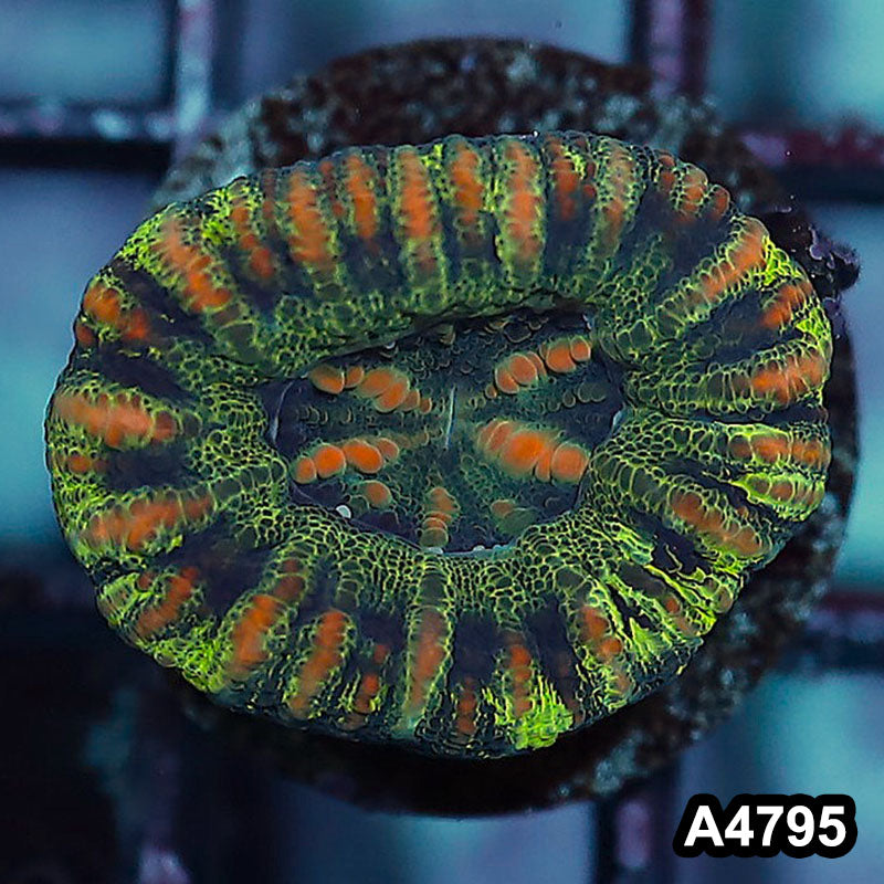 Item#A4795IN4795(S) WYSIWYG Western Australia Ultra Button Scolymia