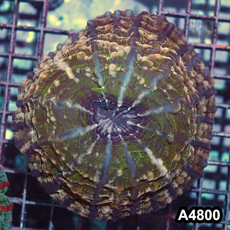 Item#A4800IN4800(M) WYSIWYG Indo Ultra Indophyllia