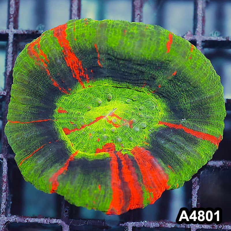 Item#A4801IN4801(M) WYSIWYG Aussie Unique Master Scolymia