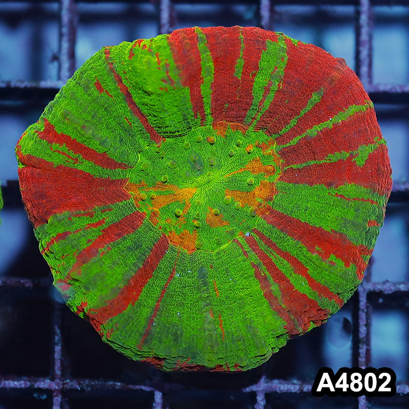 Item#A4802IN4802(M) WYSIWYG Aussie Ultra Unique Bleeding Apple Scolymia
