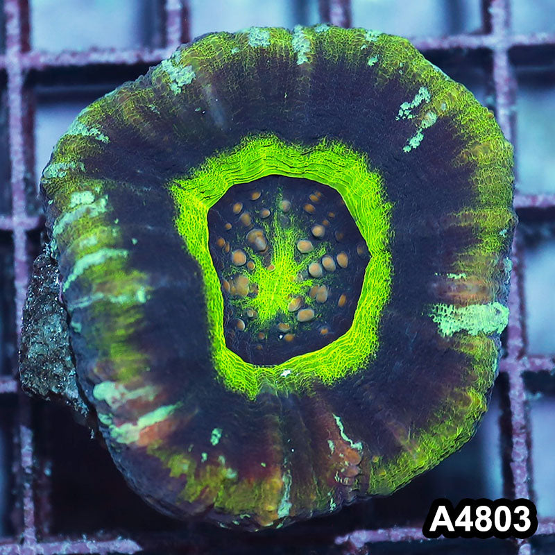 Item#A4803IN4803(M) WYSIWYG Aussie Ultra UFO Scolymia