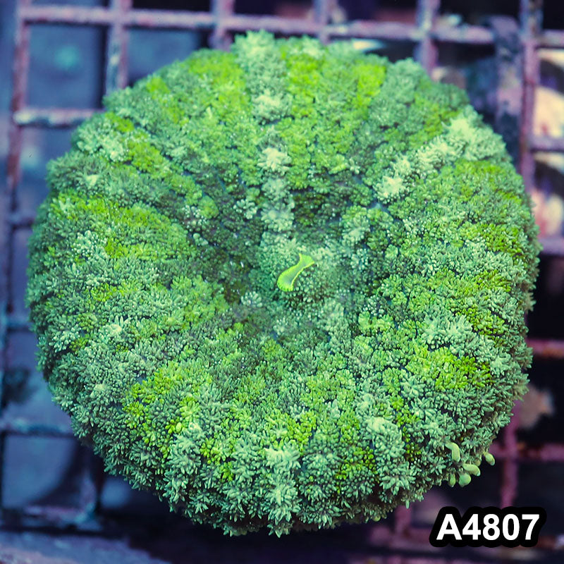 Item#A4807IN4807(M) WYSIWYG Indo Ultra Unique Large Carpet Mushroom