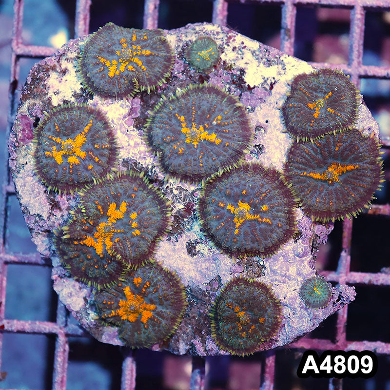 Item#A4809IN4809(M) WYSIWYG Indo Ultra Rhodactis Mushroom Colony