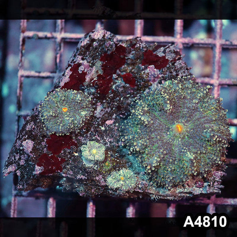 Item#A4810IN4810(M) WYSIWYG Indo Ultra Ricordea Yuma Mushroom Colony