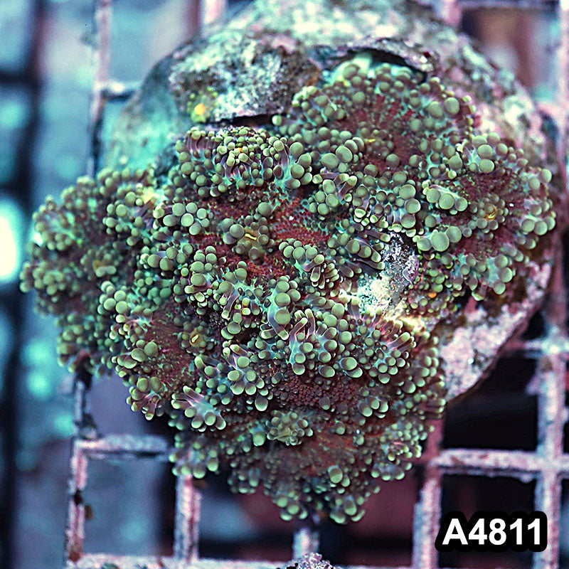 Item#A4811IN4811(M) WYSIWYG Indo Ultra Ricordea Yuma Mushroom Colony