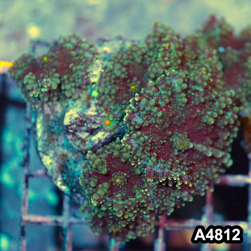 Item#A4812IN4812(M) WYSIWYG Indo Ultra Ricordea Yuma Mushroom Colony