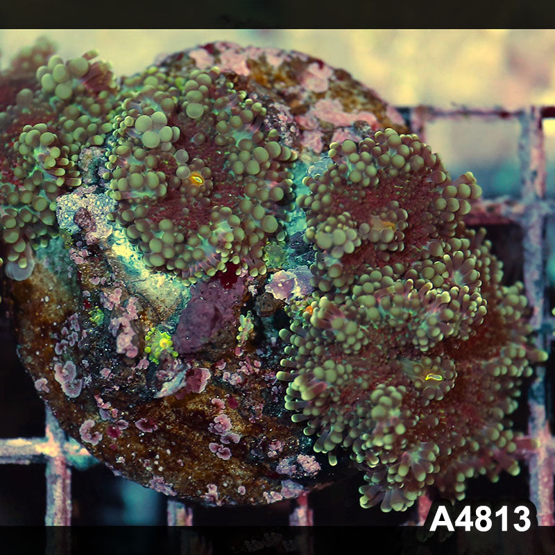 Item#A4813IN4813(M) WYSIWYG Indo Ultra Ricordea Yuma Mushroom Colony