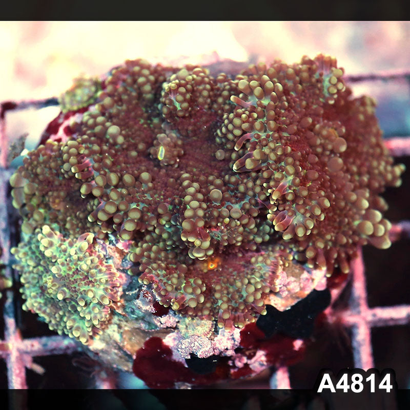 Item#A4814IN4814(M) WYSIWYG Indo Ultra Ricordea Yuma Mushroom Colony