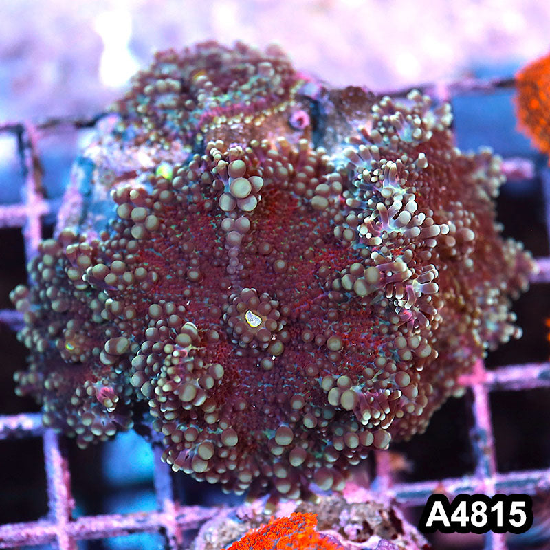 Item#A4815IN4815(M) WYSIWYG Indo Ultra Ricordea Yuma Mushroom Colony