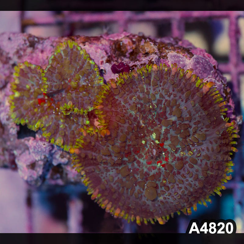 Item#A4820IN4820(S) WYSIWYG Indo Ultra Rhodactis Mushroom Colony