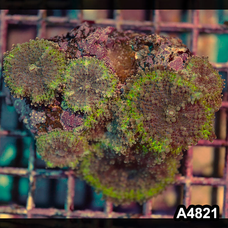 Item#A4821IN4821(M) WYSIWYG Indo Ultra Ricordea Yuma Mushroom Colony