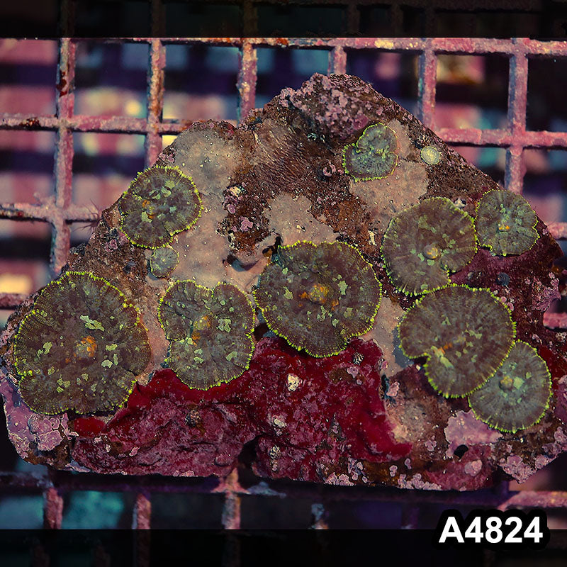 Item#A4824IN4824(M) WYSIWYG Indo Ultra Rhodactis Mushroom Colony