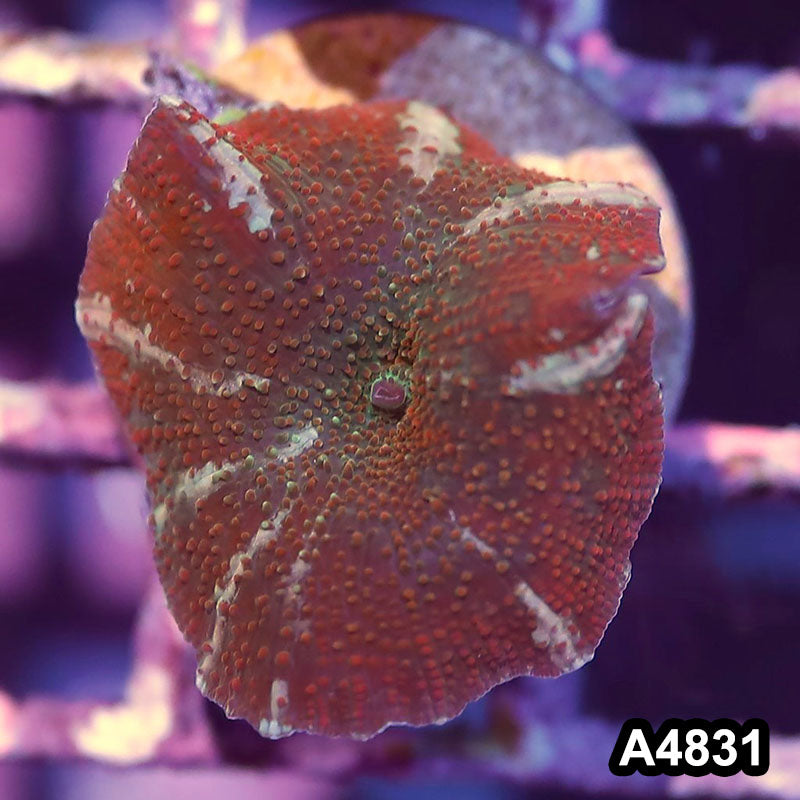 Item#A4831IN4831(S) WYSIWYG Indo Ultra Unique Discosoma Mushroom