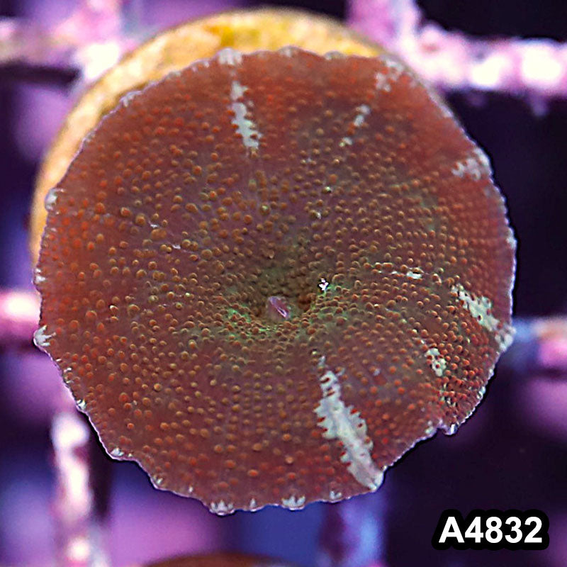 Item#A4832IN4832(S) WYSIWYG Indo Ultra Unique Discosoma Mushroom