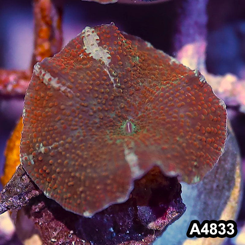 Item#A4833IN4833(S) WYSIWYG Indo Ultra Unique Discosoma Mushroom