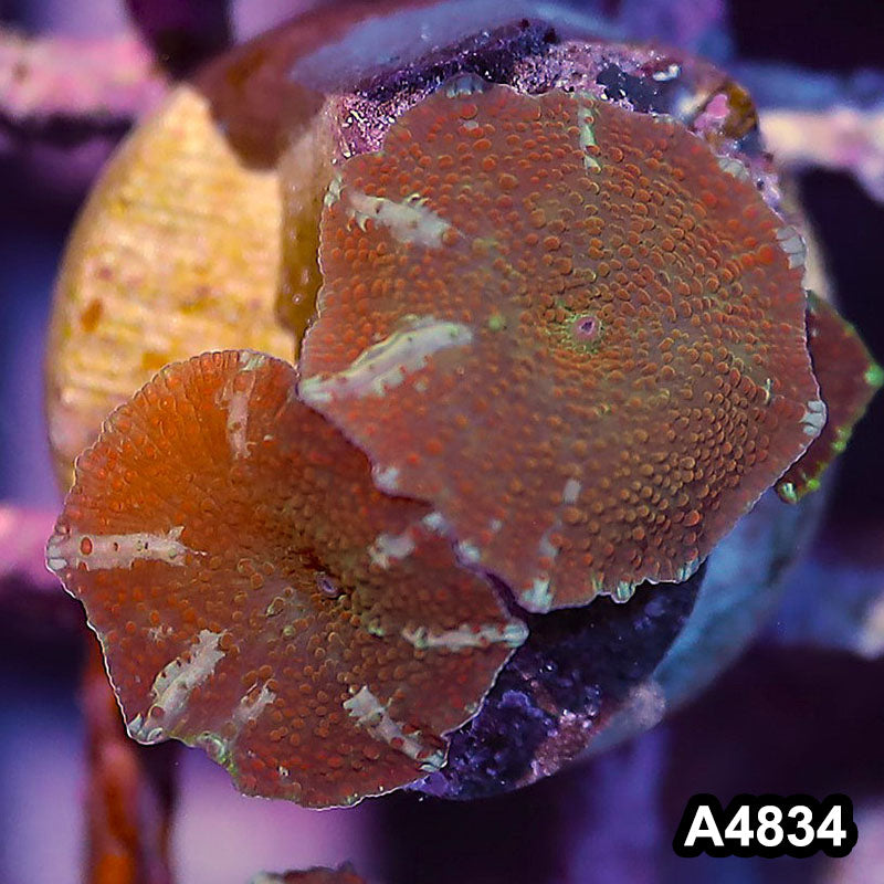 Item#A4834IN4834(S) WYSIWYG Indo Ultra Unique Discosoma Mushroom