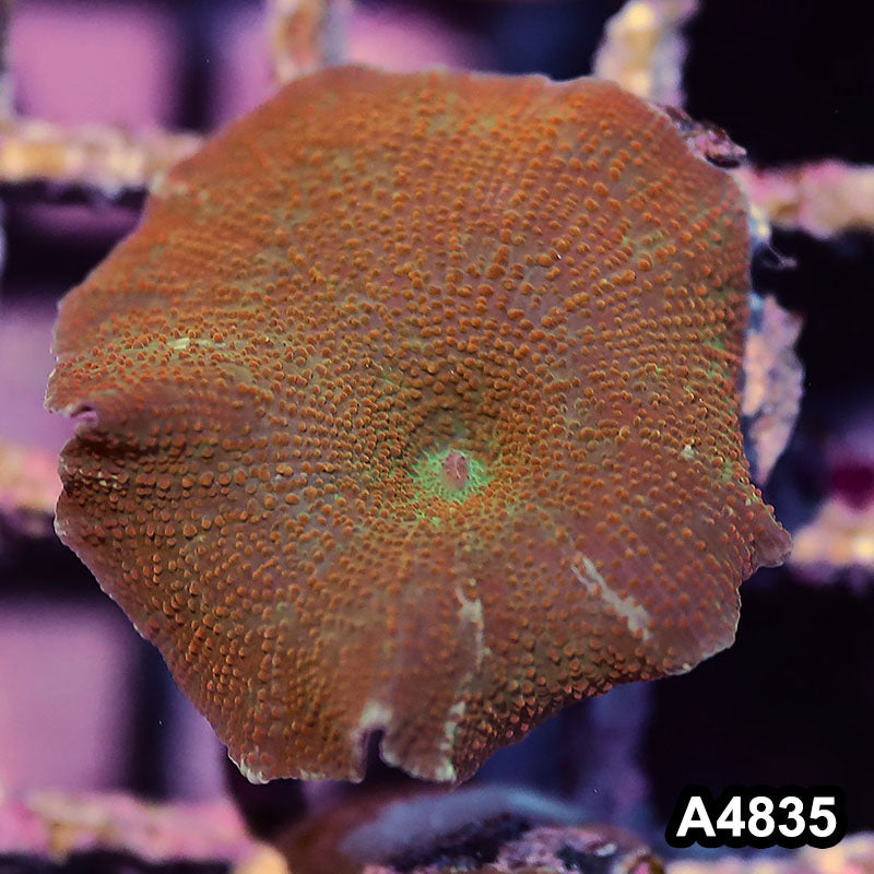Item#A4835IN4835(S) WYSIWYG Indo Ultra Unique Discosoma Mushroom