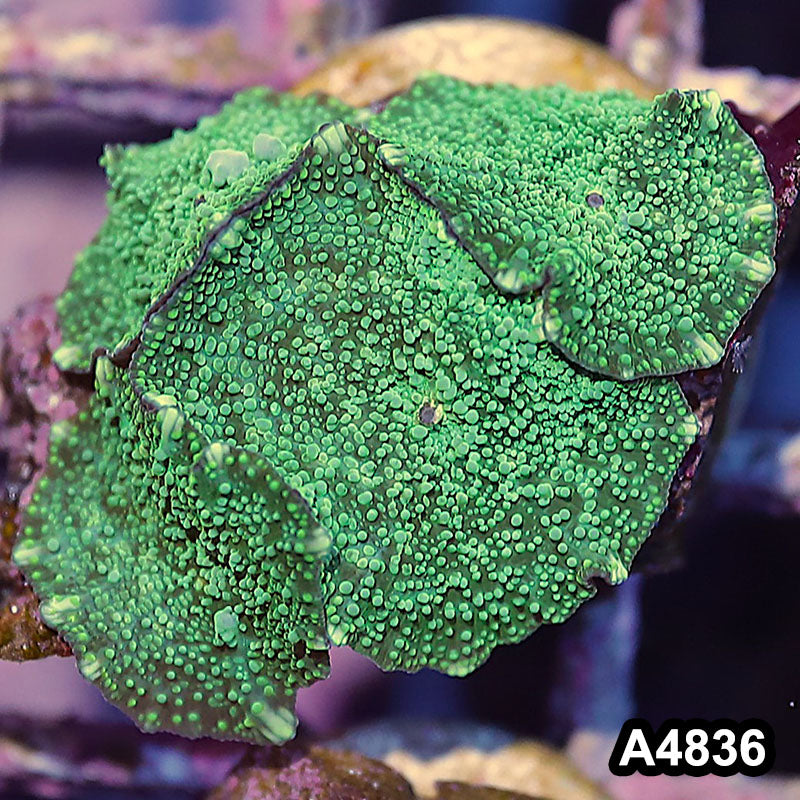 Item#A4836IN4836(S) WYSIWYG Indo Ultra Unique Discosoma Mushroom