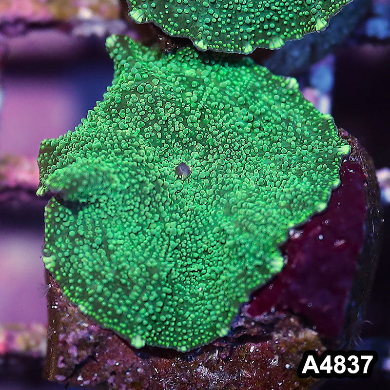 Item#A4837IN4837(S) WYSIWYG Indo Ultra Unique Discosoma Mushroom