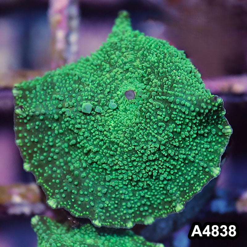 Item#A4838IN4838(S) WYSIWYG Indo Ultra Unique Discosoma Mushroom