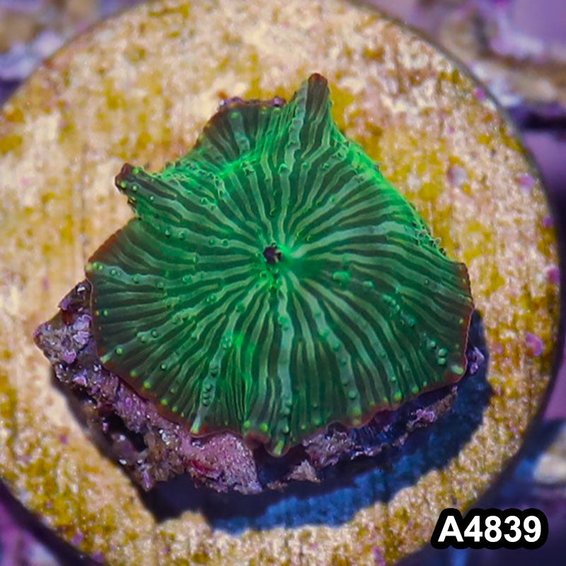 Item#A4839IN4839(S) WYSIWYG Indo Ultra Unique Discosoma Mushroom