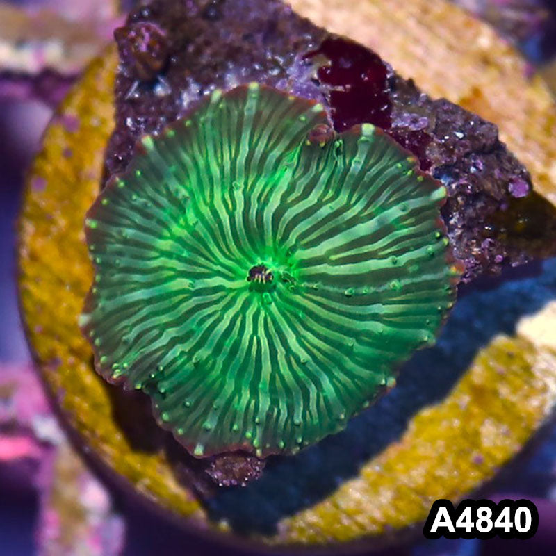 Item#A4840IN4840(S) WYSIWYG Indo Ultra Unique Discosoma Mushroom