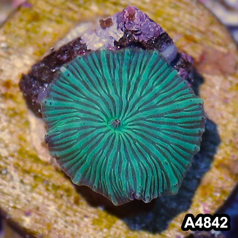 Item#A4842IN4842(S) WYSIWYG Indo Ultra Unique Discosoma Mushroom