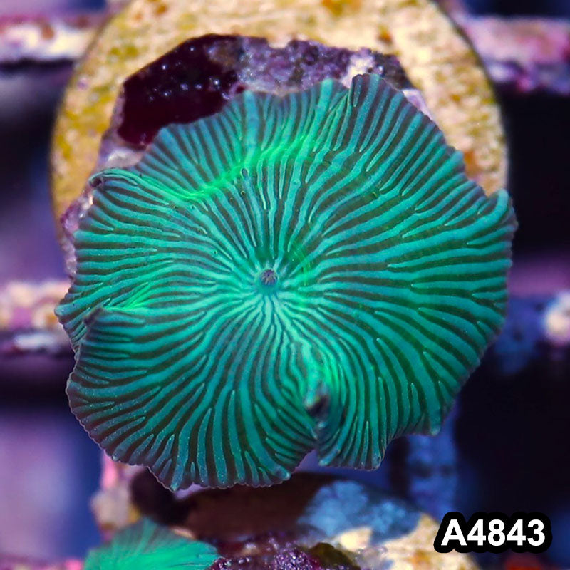Item#A4843IN4843(S) WYSIWYG Indo Ultra Unique Discosoma Mushroom