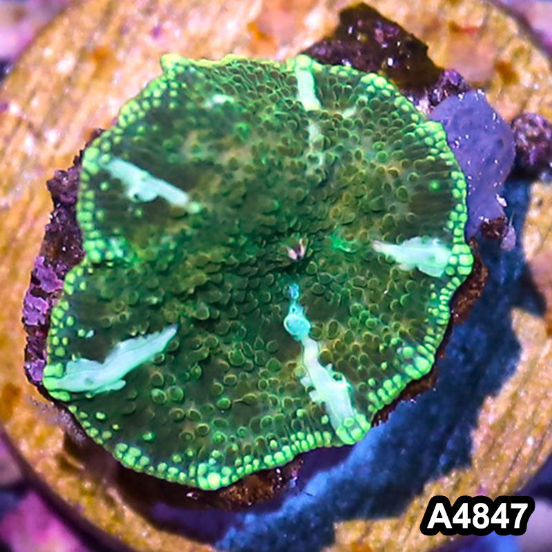 Item#A4847IN4847(S) WYSIWYG Indo Ultra Unique Discosoma Mushroom