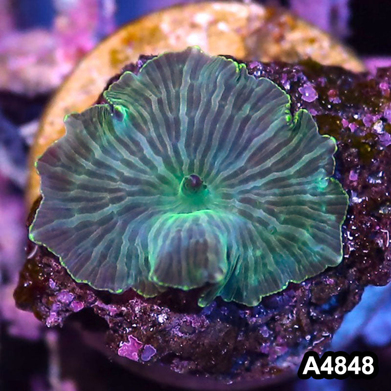 Item#A4848IN4848(S) WYSIWYG Indo Ultra Unique Discosoma Mushroom