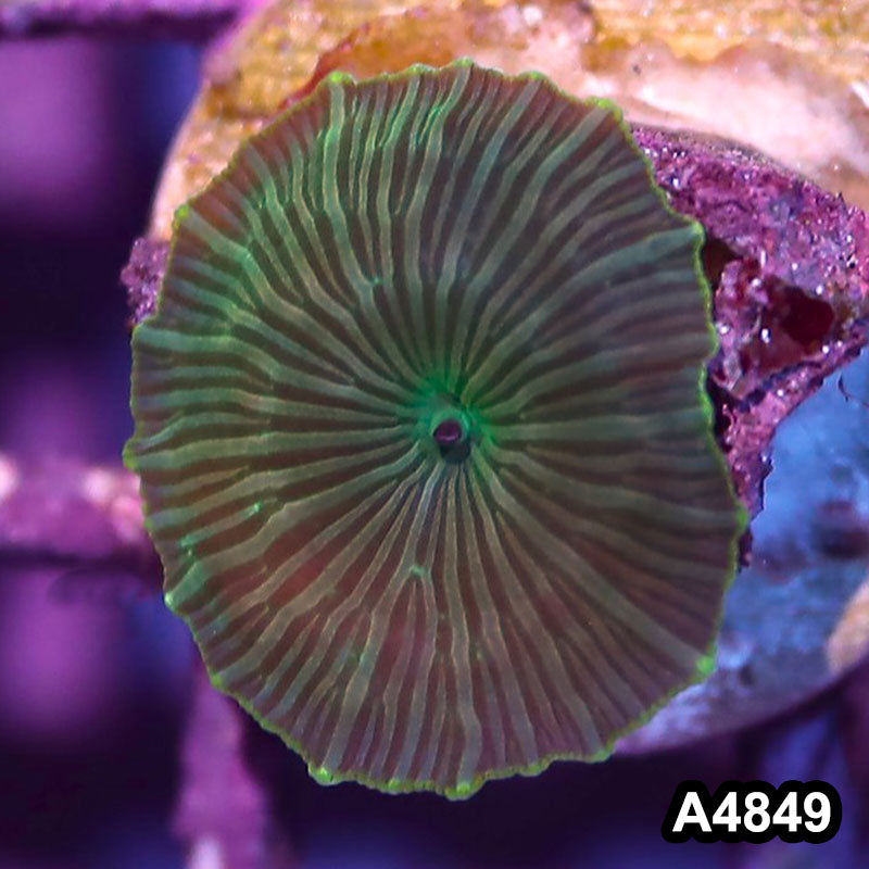 Item#A4849IN4849(S) WYSIWYG Indo Ultra Unique Discosoma Mushroom