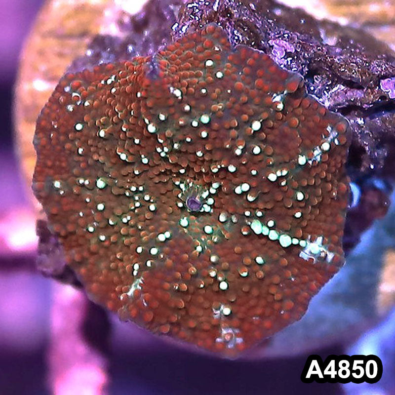 Item#A4850IN4850(S) WYSIWYG Indo Ultra Unique Discosoma Mushroom