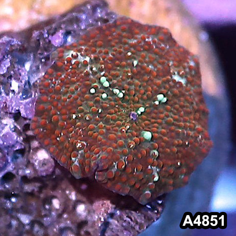 Item#A4851IN4851(S) WYSIWYG Indo Ultra Unique Discosoma Mushroom