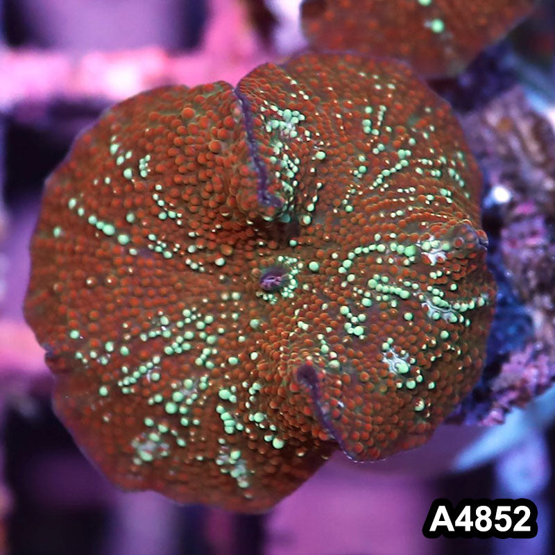 Item#A4852IN4852(S) WYSIWYG Indo Ultra Unique Discosoma Mushroom