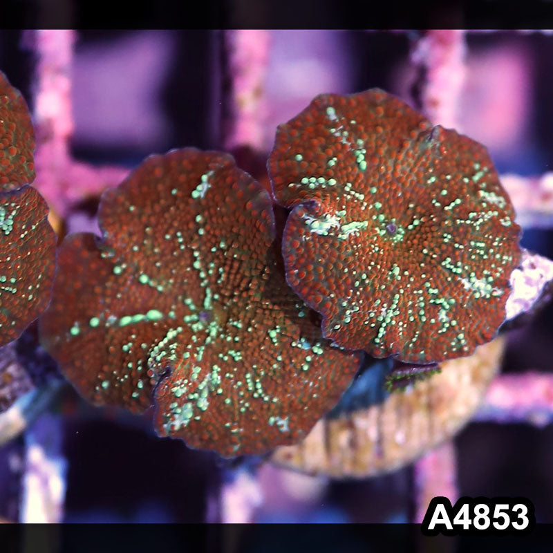Item#A4853IN4853(S) WYSIWYG Indo Ultra Unique Discosoma Mushroom