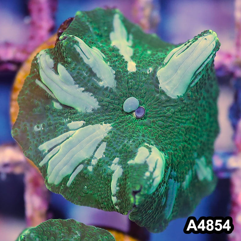 Item#A4854IN4854(S) WYSIWYG Indo Ultra Unique Discosoma Mushroom