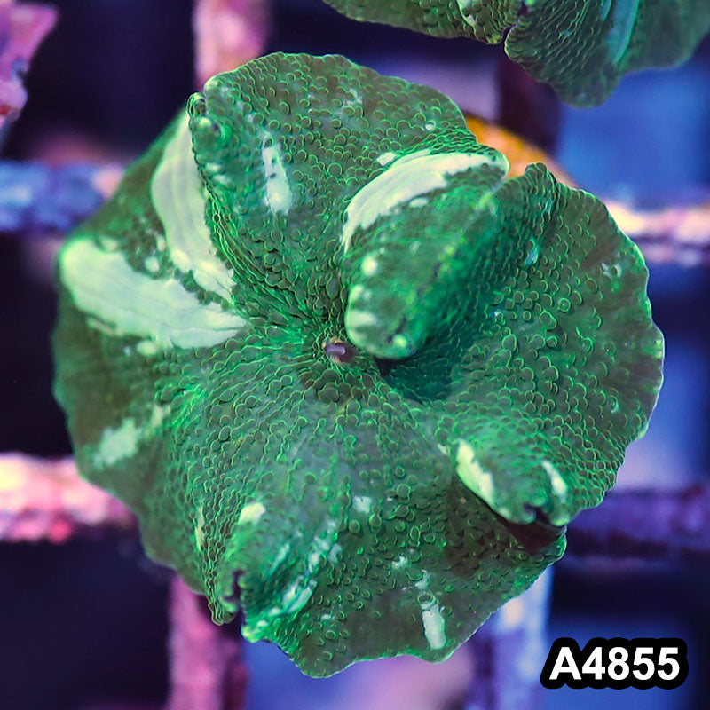 Item#A4855IN4855(S) WYSIWYG Indo Ultra Unique Discosoma Mushroom