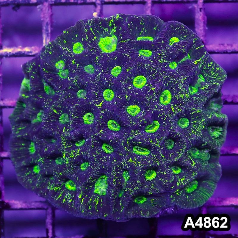 Item#A4862IN4862(M) WYSIWYG Aussie Ultra Toxic Splatter Goniastrea Colony
