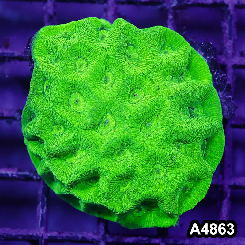 Item#A4863IN4863(S) WYSIWYG Aussie Ultra Neon Goniastrea Colony