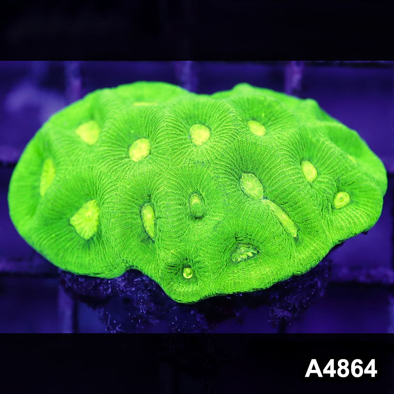 Item#A4864IN4864(S) WYSIWYG Aussie Ultra Neon Goniastrea Colony