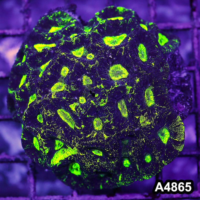 Item#A4865IN4865(S) WYSIWYG Aussie Ultra Toxic Splatter Goniastrea Colony