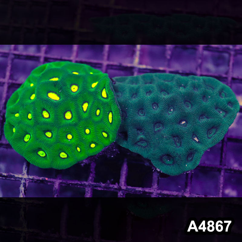 Item#A4867IN4867(M) WYSIWYG Aussie Ultra Goniastrea Combo