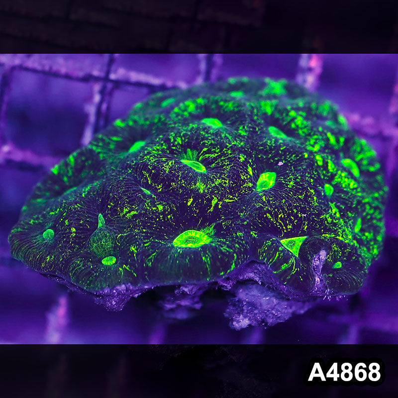 Item#A4868IN4868(S) WYSIWYG Aussie Ultra Toxic Splatter Goniastrea Colony