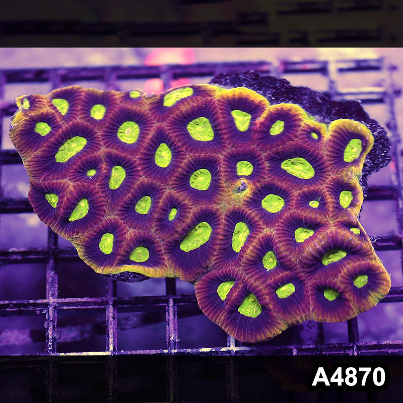Item#A4870IN4870(M) WYSIWYG Aussie Ultra Dragon Soul Prism Favia Colony