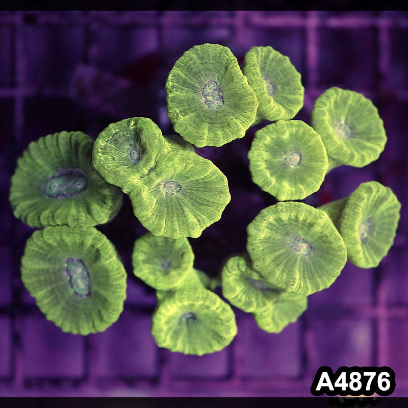 Item#A4876IN4876(M) WYSIWYG Indo Cultured Ultra Candy Cane Colony