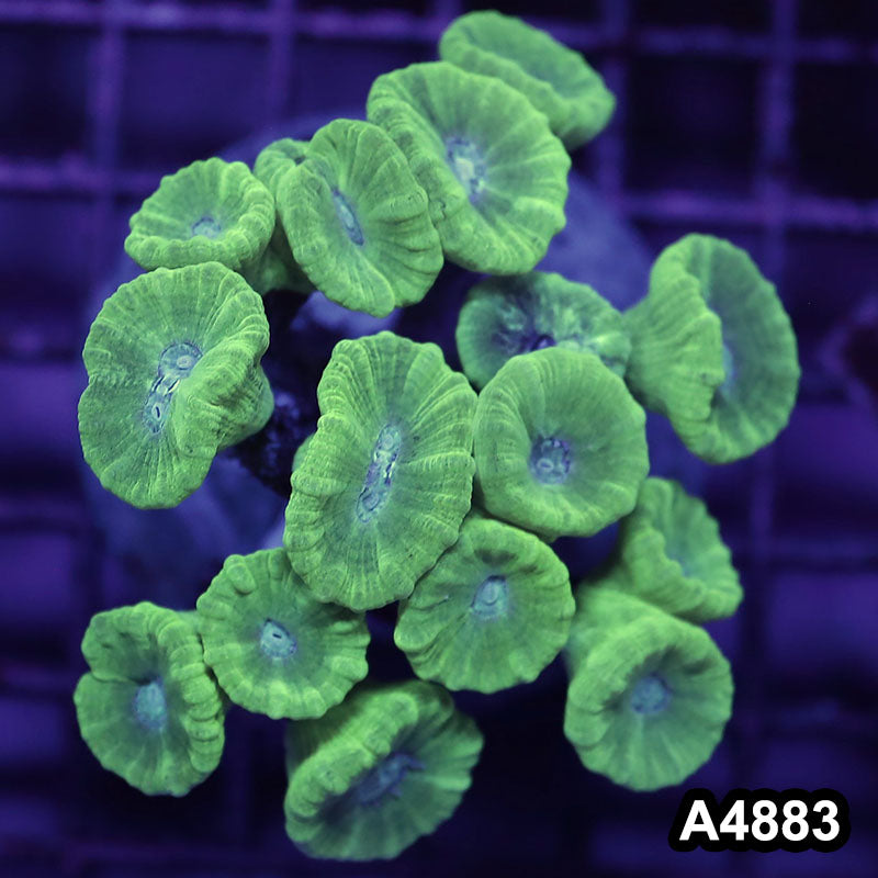 Item#A4883IN4883(L) WYSIWYG Indo Cultured Ultra Candy Cane Colony