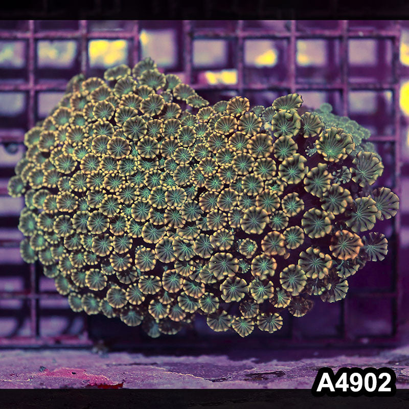 Item#A4902IN4902(M) WYSIWYG Aussie Rainbow Tip Alveopora Colony