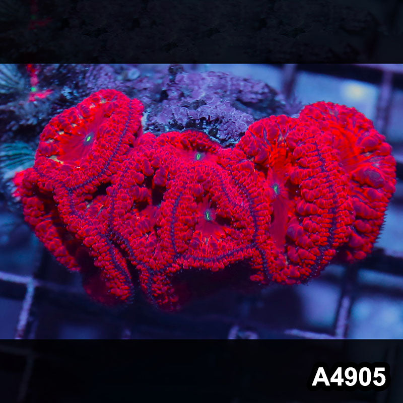 Item#A4905IN4905(M) WYSIWYG Indo Cultured Ultra Blastomussa Colony