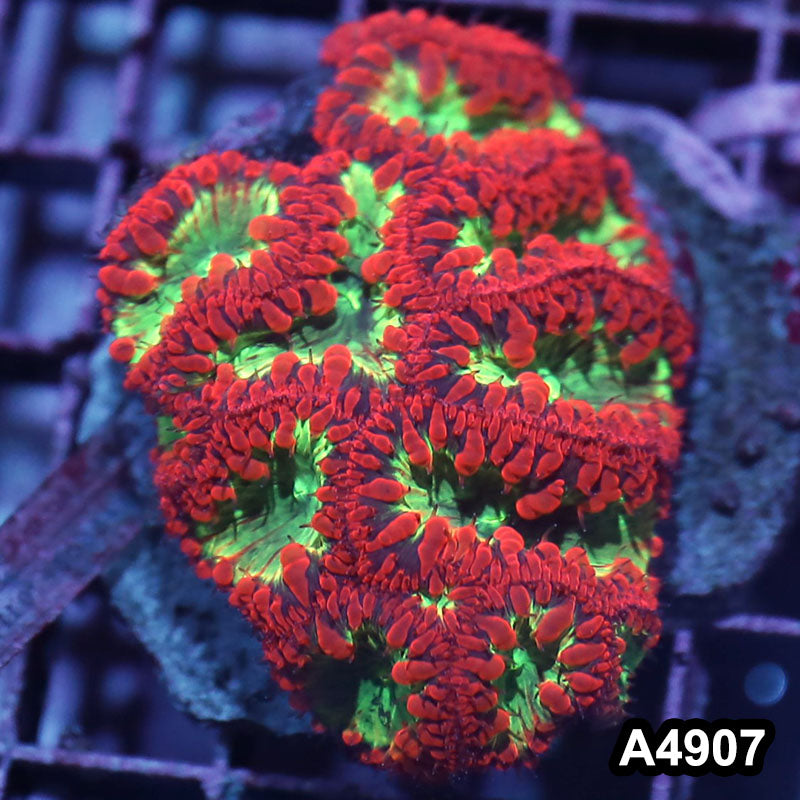 Item#A4907IN4907(M) WYSIWYG Indo Cultured Ultra Blastomussa Colony