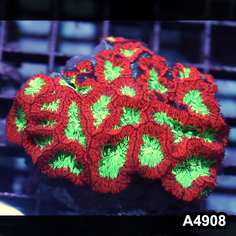 Item#A4908IN4908(M) WYSIWYG Indo Cultured Ultra Blastomussa Colony